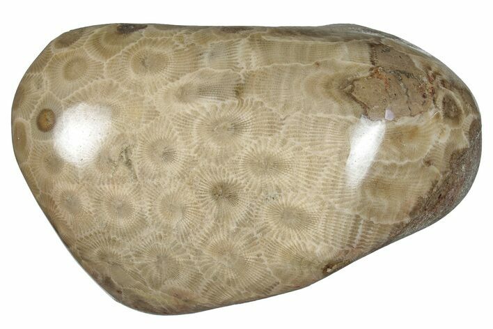 Polished Petoskey Stone (Fossil Coral) - Michigan #259349